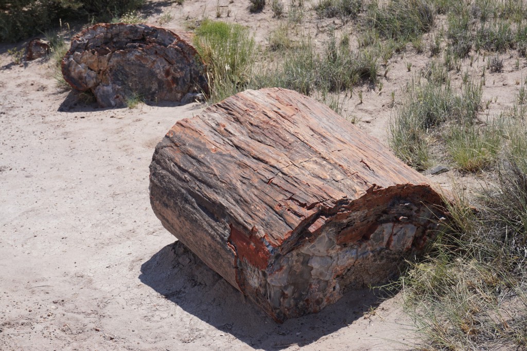 Petrified Wood (steingewordenes Holz)