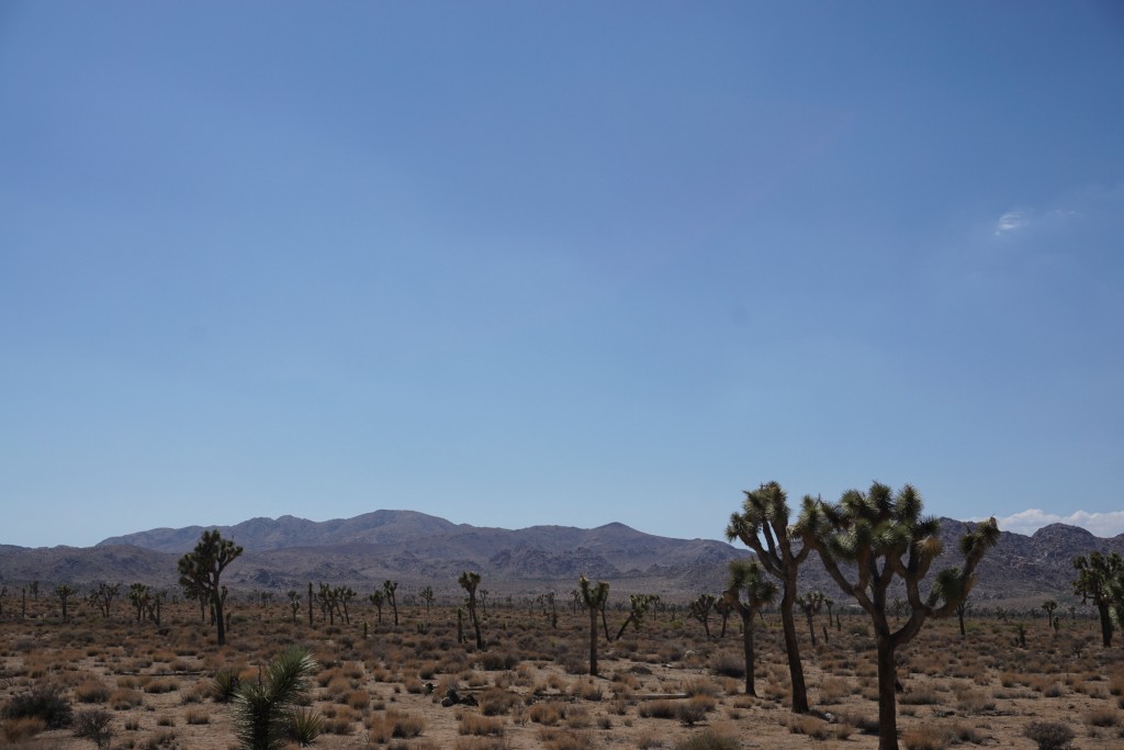Mojawe Wüste (Joshua Tree National Park)