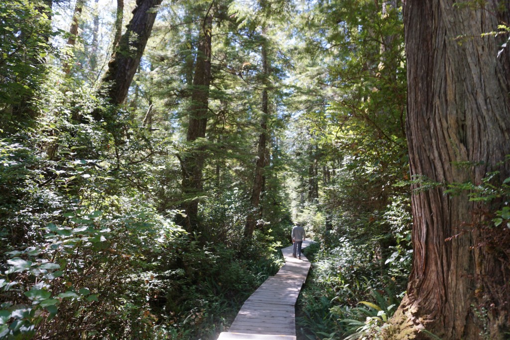 Regenwald auf Vancouver Island