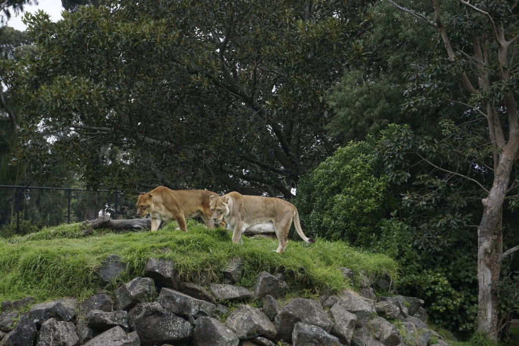 Zoo in Auckland